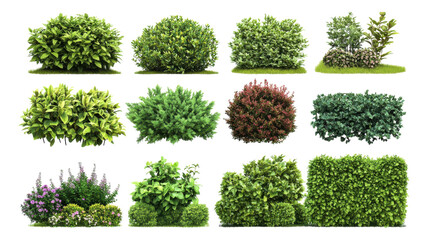 A collection of diverse shrubbery varieties showcasing lush green and vibrant foliage suitable for landscape design or gardening in various settings.