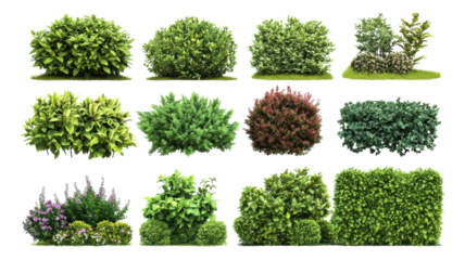 A collection of diverse shrubbery varieties showcasing lush green and vibrant foliage suitable for landscape design or gardening in various settings.