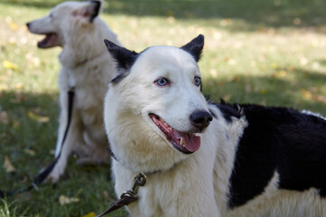 Siberian laikas in autumn park. Dogs on nature walk