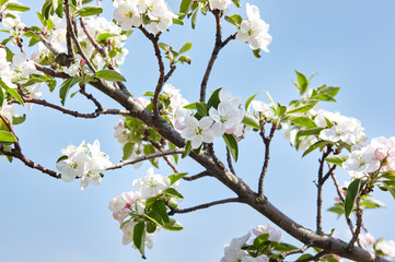 Blooming branch of a apple tree on a blue sky background. Flowering apple tree. Soft focus image of...