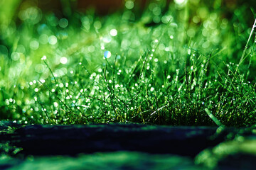 Dew drops on green grass blades, creating a mesmerizing bokeh effect. Sunlight illuminates the water droplets