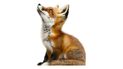 A close-up view of a curious fox sitting gracefully with its head tilted, showcasing its beautiful fur and keen expression.