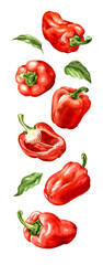 Falling sweet red bell pepper, Paprika. Watercolor hand painted illustration, isolated on white background