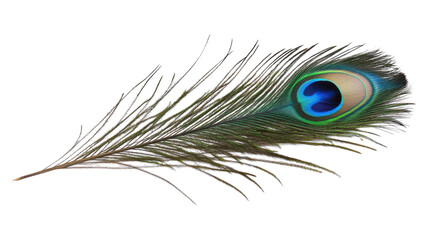 A close-up view of an iridescent peacock feather showcasing vibrant blue and green colors against a transparent background.