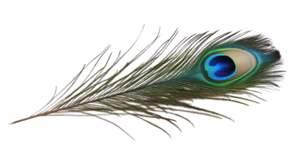 A close-up view of an iridescent peacock feather showcasing vibrant blue and green colors against a transparent background.