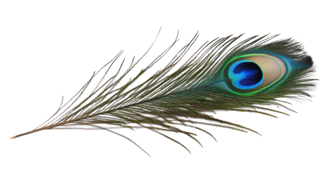 A close-up view of an iridescent peacock feather showcasing vibrant blue and green colors against a transparent background.