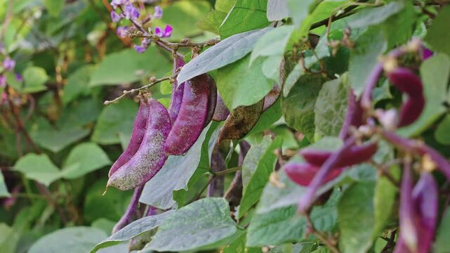  Crop of Purple Hyacinth Bean on a vine. purple pod pea.