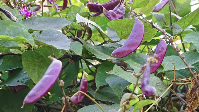 Crop of purple hyacinth Bean on a vine. purple pod pea.