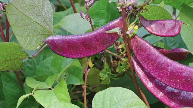 Crop of purple hyacinth Bean on a vine. purple pod pea.