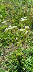 
wild daisies