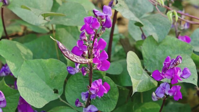 purple flower of hyacinth bean plant on a vine. purple pod pea.