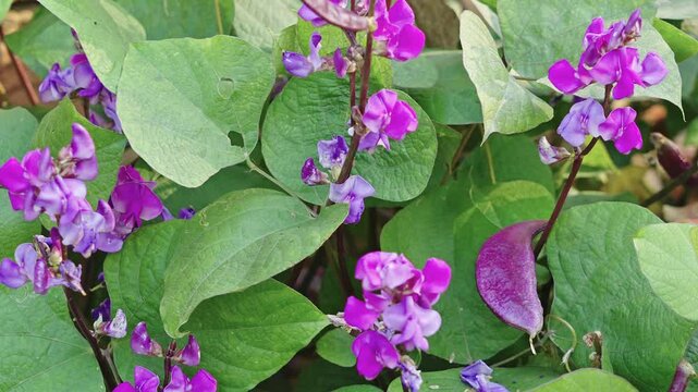 purple flower of hyacinth bean plant on a vine. purple pod pea.