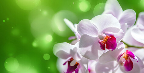 Branch of a white orchid on a green natural background
