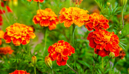 Orange marigolds grow in the flower bed
