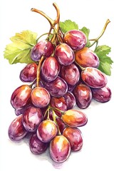 Fototapeta premium Watercolor Painting of Fresh Red Grapes with Green Leaves