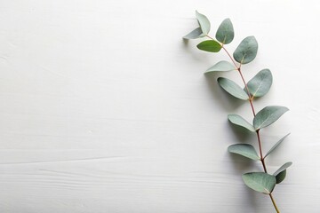 Minimalist layout on a white table with eucalyptus sprig at tilted angle