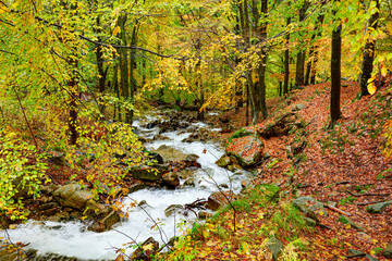 Oropa, Italy. Stream flows in the beech forest in autumn in the autumn period. The foliage shows autumn colors such as yellow, red and orange. The water of the river wets the rocks and leaves.