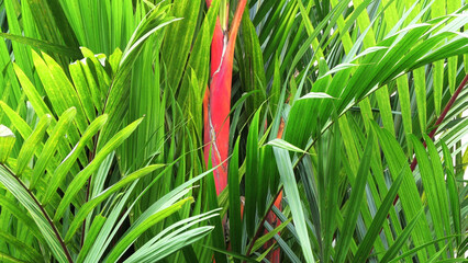 Red palm leaves with stem in the garden