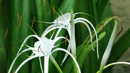 Beach spider lily plant in bloom with white flowers