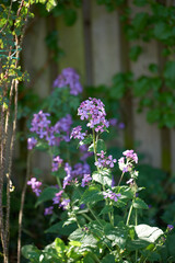 Flowers, outdoor and nature with petals in garden for eco friendly, blossom or ecology. Environment, leaves and purple floral plants at park for botany, growth or sustainability field in spring.