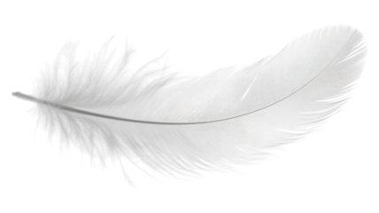 Delicate white feather gently floating against a transparent background in soft light highlighting its intricate details.