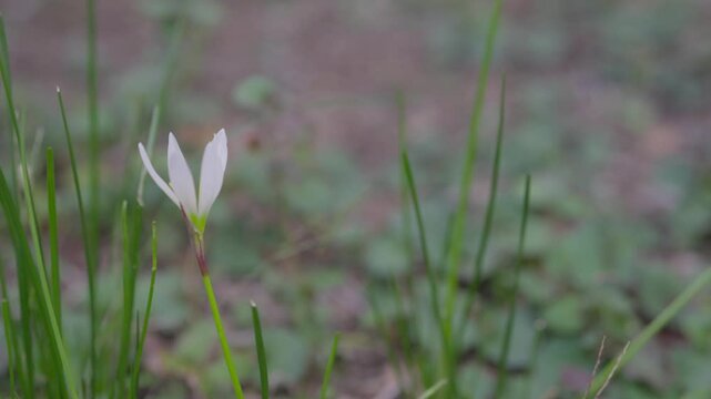 公園に自生するゼフィランサスの花、スローモーション