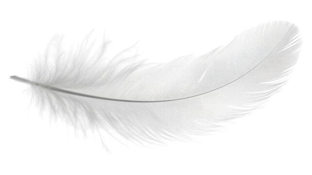 Fototapeta Delicate white feather gently floating against a transparent background in soft light highlighting its intricate details.