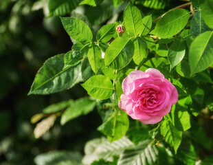 Nature, plant and closeup of pink rose for blossom, beauty and bloom for gardening landscape. Spring aesthetic, background and flowers with leaves, petals and floral for decoration, botany and bud