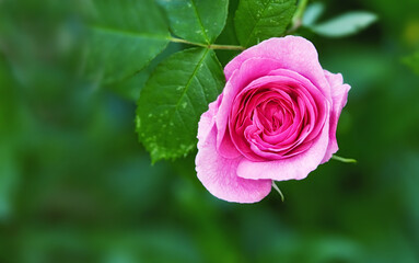Garden, environment and rose with leaves in nature for eco friendly, growth and blossom in summer. Plants, outdoor and flower with mockup space by greenery for floral, sustainability and botany