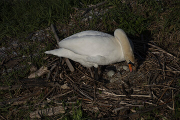 Breeding mute swan also called Cygnus olor with eggs in nest in the early spring season