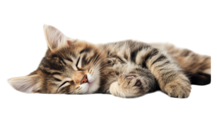 Adorable tabby cat peacefully sleeping on a soft surface during the afternoon in a cozy indoor environment.