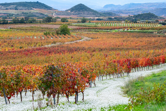 A vibrant vineyard scene set against rolling hills, displaying the rich color transitions typical of autumn and the vastness of cultivated landscapes in La Rioja Spain