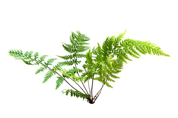 Beautiful composition with fern and other tropical leaves background. Fern leaf, Ornamental foliage, Fern isolated background, with clipping path