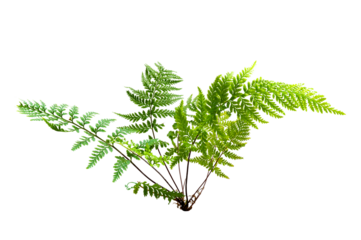 Beautiful composition with fern and other tropical leaves background. Fern leaf, Ornamental foliage, Fern isolated background, with clipping path