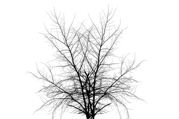 Obraz premium A large tree that is dead standing. Dried Tree Isolate Dead tree isolated