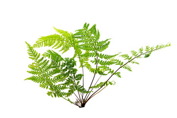 Beautiful composition with fern and other tropical leaves background. Fern leaf, Ornamental foliage, Fern isolated background, with clipping path