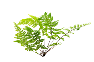 Beautiful composition with fern and other tropical leaves background. Fern leaf, Ornamental foliage, Fern isolated background, with clipping path