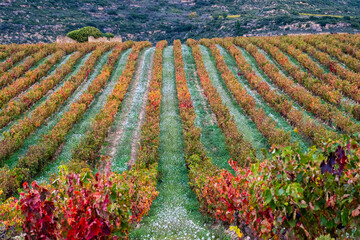 A vineyard's meticulously arranged rows display a captivating symmetry and vibrant autumn colors, exemplifying the harmony of cultivated nature and human effort in La Rioja Spain