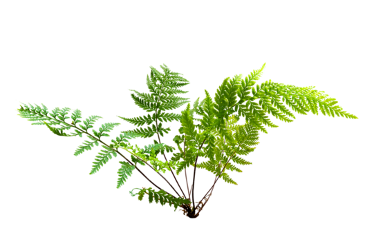Beautiful composition with fern and other tropical leaves background. Fern leaf, Ornamental foliage, Fern isolated background, with clipping path