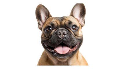 A playful French Bulldog with a cheerful expression sitting against a transparent background.