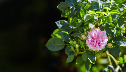 Garden, environment and flower with leaves in nature for eco friendly, growth and blossom in summer. Organic, plants and outdoors with mockup space by greenery for floral, botany and sustainability