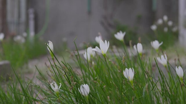公園に自生するゼフィランサスの花