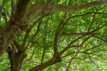 Fototapeta premium Plane tree branches