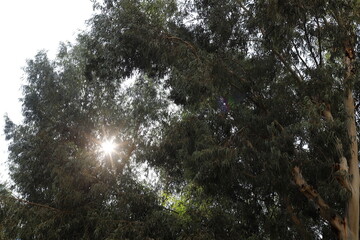 Fototapeta premium The sun's rays break through the dense foliage of the tree.