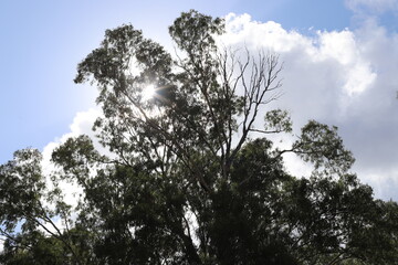 The sun's rays break through the dense foliage of the tree.