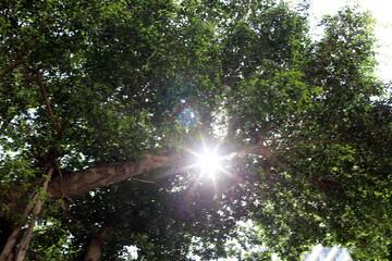 Fototapeta premium The sun's rays break through the dense foliage of the tree.