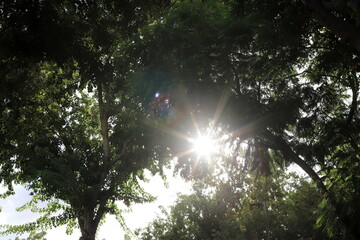 Obraz premium The sun's rays break through the dense foliage of the tree.