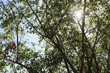 The sun's rays break through the dense foliage of the tree.