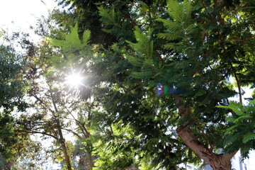 The sun's rays break through the dense foliage of the tree.