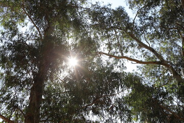 Fototapeta premium The sun's rays break through the dense foliage of the tree.